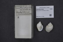 Naturalis Biodiversity Center - RMNH.MOL.217884 - Nevia spirata (Lamarck, 1822) - Cancellariidae - Mollusc shell.jpeg