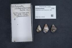 Naturalis Biodiversity Center - RMNH.MOL.239208 - Achatinella buddii Newcomb, 1854 - Achatinellidae - Mollusc shell.jpeg