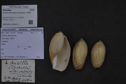 Naturalis Biodiversity Center - ZMA.MOLL.225207.1 - Ancilla albisulcata (Sowerby, 1830) - Olividae - Mollusc shell.jpeg