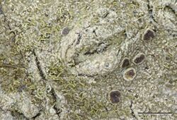 Neoprotoparmelia corallifera.jpg