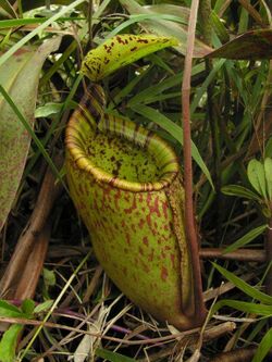 Nepenthes palawanensis1.jpg