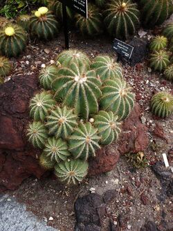 Notocactus Magnificus, Huntington Desert Garden.jpg
