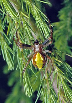 Novaranea laevigata-Native Orbweb Spider (NZAC06001388).jpg