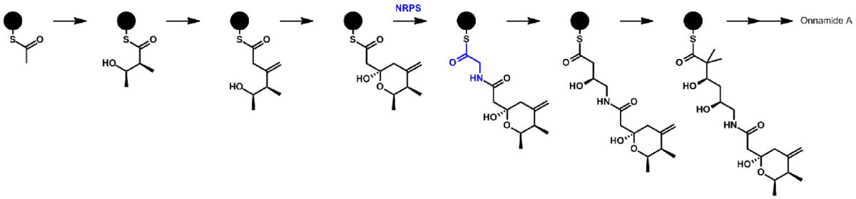 proposed biosynthetic pathway for onnamide A via PKS-NRPS, showing polyketide and non-ribosomal polypeptide features