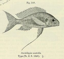 Ophthalmotilapia ventralis.jpg