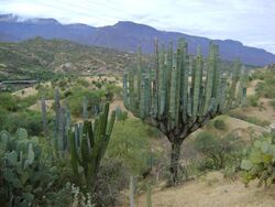 Pachycereus weberi (5747333261).jpg