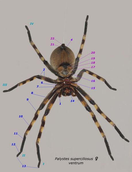 File:Palystes superciliosus female ventral annotation numbers.JPG