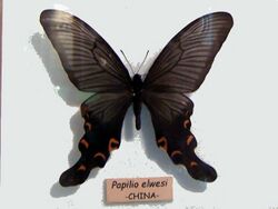Papilio elwesi.jpg