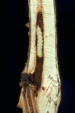 Paranthrene robiniae larva.jpg