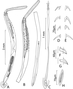Parasite170054-fig1 Rhadinorhynchus oligospinosus (Acanthocephala).png