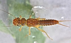 Perlodid stonefly, Isoperla similis (7036959731).jpg