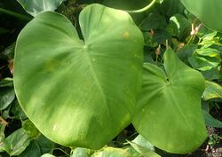 Philodendron rugosum kz1.jpg