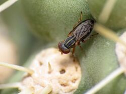 Picture-winged fly on jumping cholla (14019607762).jpg