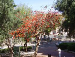PikiWiki Israel 19288 Erythrina Tree.JPG