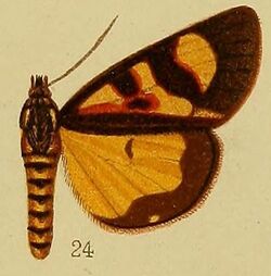 Pl.36-fig.24-Hoplarista haemaplaga Hampson, 1910.JPG
