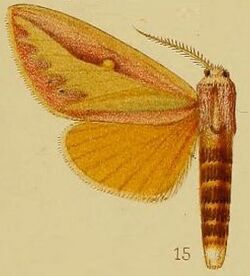 Pl.39-fig.15-Leucophlebia afra Karsch, 1891 (ssp.xanthopis).JPG