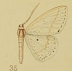 Pl.39-fig.35-Scopula argyroleuca (Hampson, 1910) (Craspedia.JPG