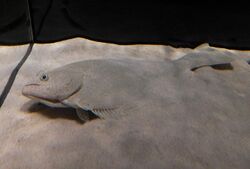 Pleuronichthys cornutus at Osaka aquarium.jpg