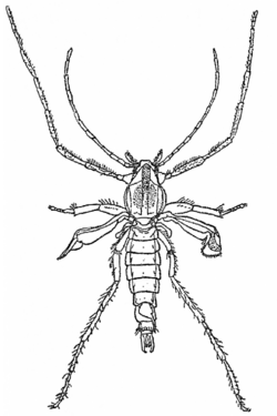 Pontomyia natans, male (dorsal view).png
