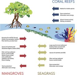 Principal interactions between mangroves, seagrass, and coral reefs.jpg
