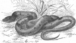 Pseudoboa coronata - 1700-1880 - Print - Iconographia Zoologica - Special Collections University of Amsterdam - UBA01 IZ11900159.png