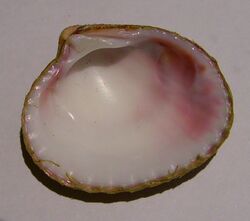 Purpurocardia purpurata (inside).JPG