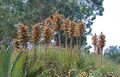 Puya chilensis-2.jpg