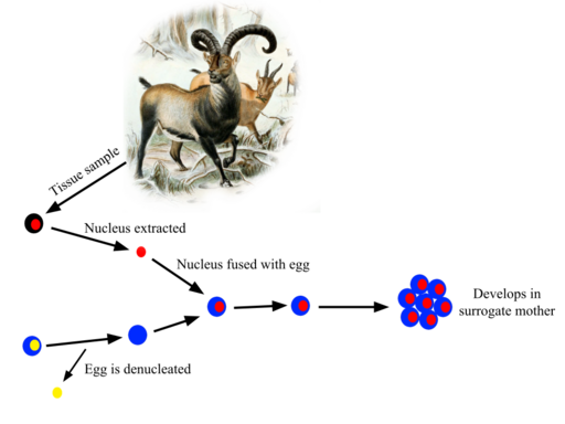 File:Pyrenean ibex Cloning.svg