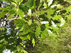 Quercus ×macdonaldii.jpg
