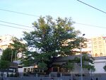 Quercus robur at Flower Square, Belgrade.jpg
