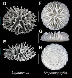 Recent azooxanthellate Scleractinia (Leptopenus Stephanophyllia) - ZooKeys-227-001-g019 jpeg.jpg