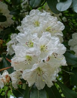 Rhododendron decorum - RHS Garden Harlow Carr - North Yorkshire, England - DSC01272.jpg