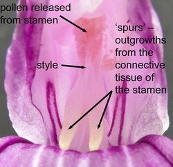 Roscoea auriculata flower closeup.jpg