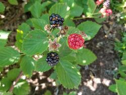 Rubus argutus fruits.jpg