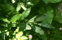 Salix appendiculata.jpg