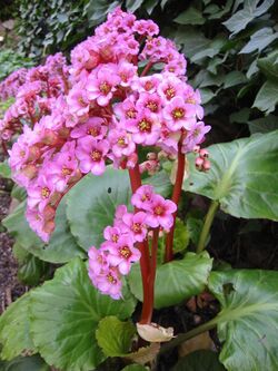 Saxifragaceae Bergenia purpurascens 0.JPG