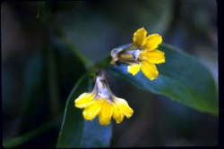 Scaevola enantophylla.png