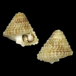 Seashell Calliobasis magellani.jpg