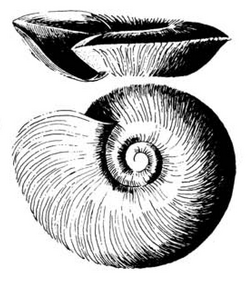 Segmentorbis kanisaensis shell.png