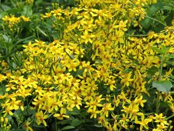 Senecio angulatus flowers.jpg