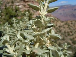 Shepherdia rotundifolia (8003258721).jpg