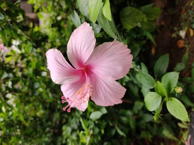 Shoeblackplant (Light Pink Hibiscus).jpg