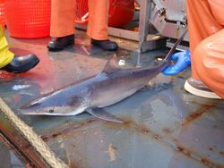 A shark, smaller than the adults previously shown, but otherwise similar, lying on the deck of a ship