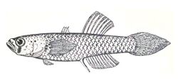 Sinarapan, Mistichthys luzonensis Smith, 1902 by P. Bravo.jpg