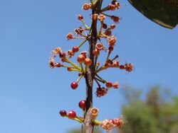Siphoneugena densiflora (7653597652).jpg