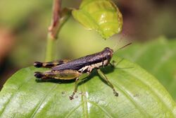 Small rice grasshopper (Pseudoxya diminuta).jpg