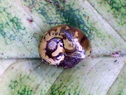 Snail - Tia River, altitude 1350 metres4.jpg