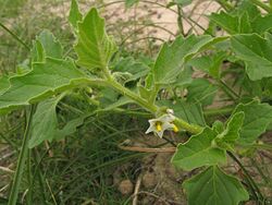 Solanum physalifolium 002.jpg