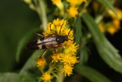 Solidago lepida 3528.JPG