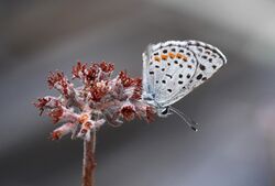 Square-Spotted Blue (Euphilotes battoides).jpg